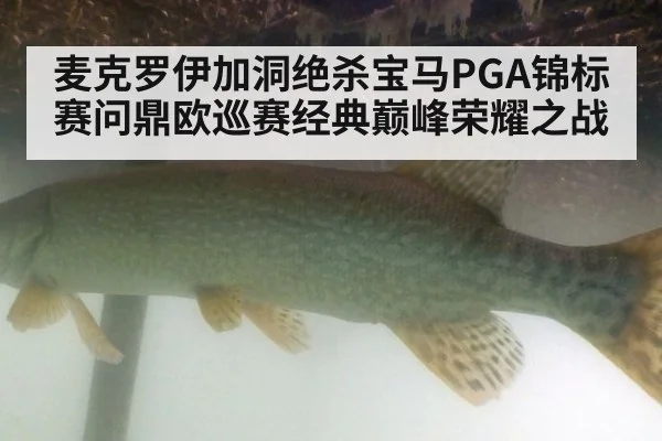 麦克罗伊加洞绝杀宝马PGA锦标赛问鼎欧巡赛经典巅峰荣耀之战